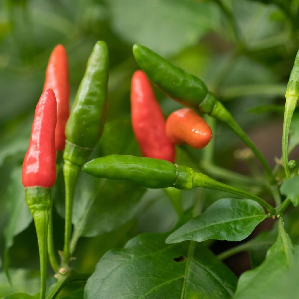 Chilli - Pequin seeds - Happy Valley Seeds