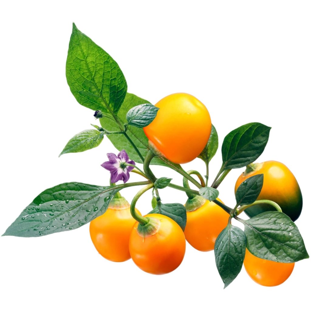 Chilli - Rocoto Manzano Yellow seeds - Happy Valley Seeds