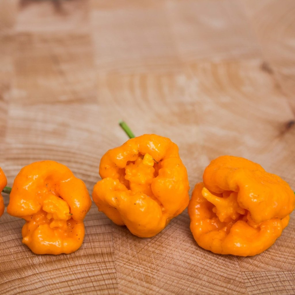 Chilli - Trinidad 7 Pod Brain Strain Orange seeds - Happy Valley Seeds