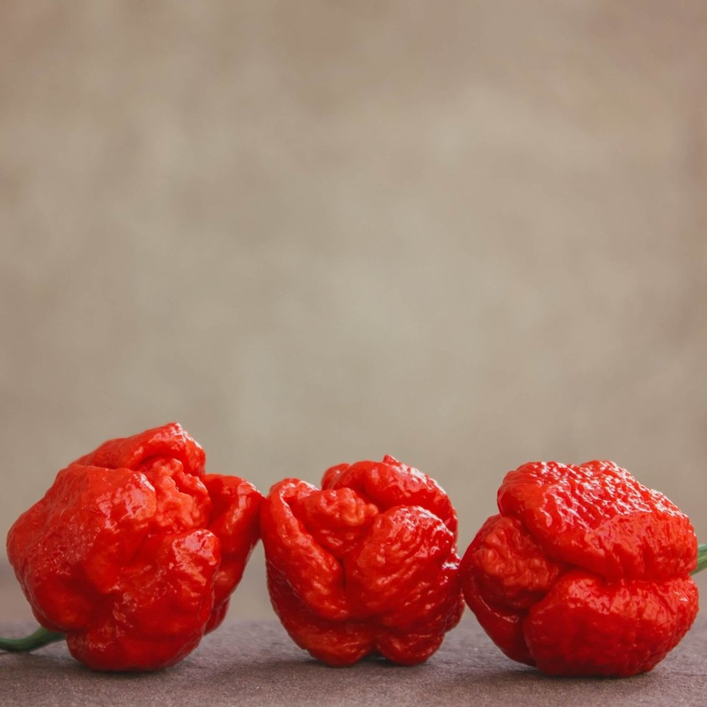 Chilli - Trinidad Scorpion Moruga RED seeds - Happy Valley Seeds