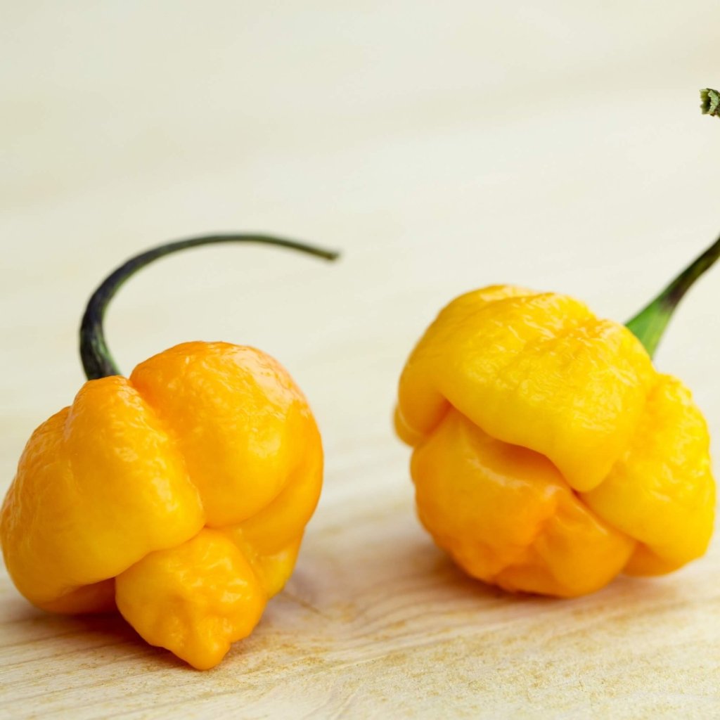 Chilli - Trinidad Scorpion Yellow seeds - Happy Valley Seeds