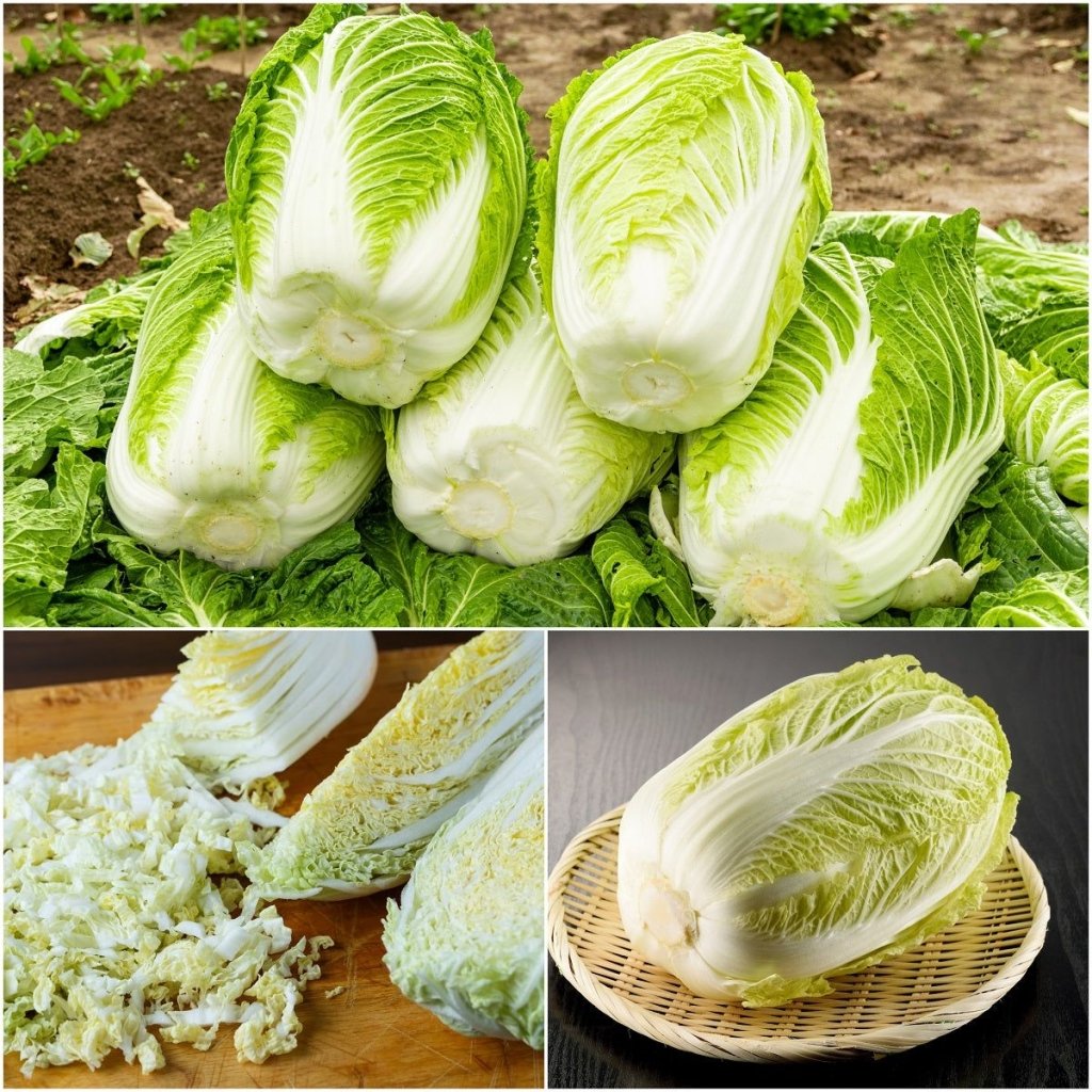 Chinese Cabbage - Kyoto seeds - Happy Valley Seeds