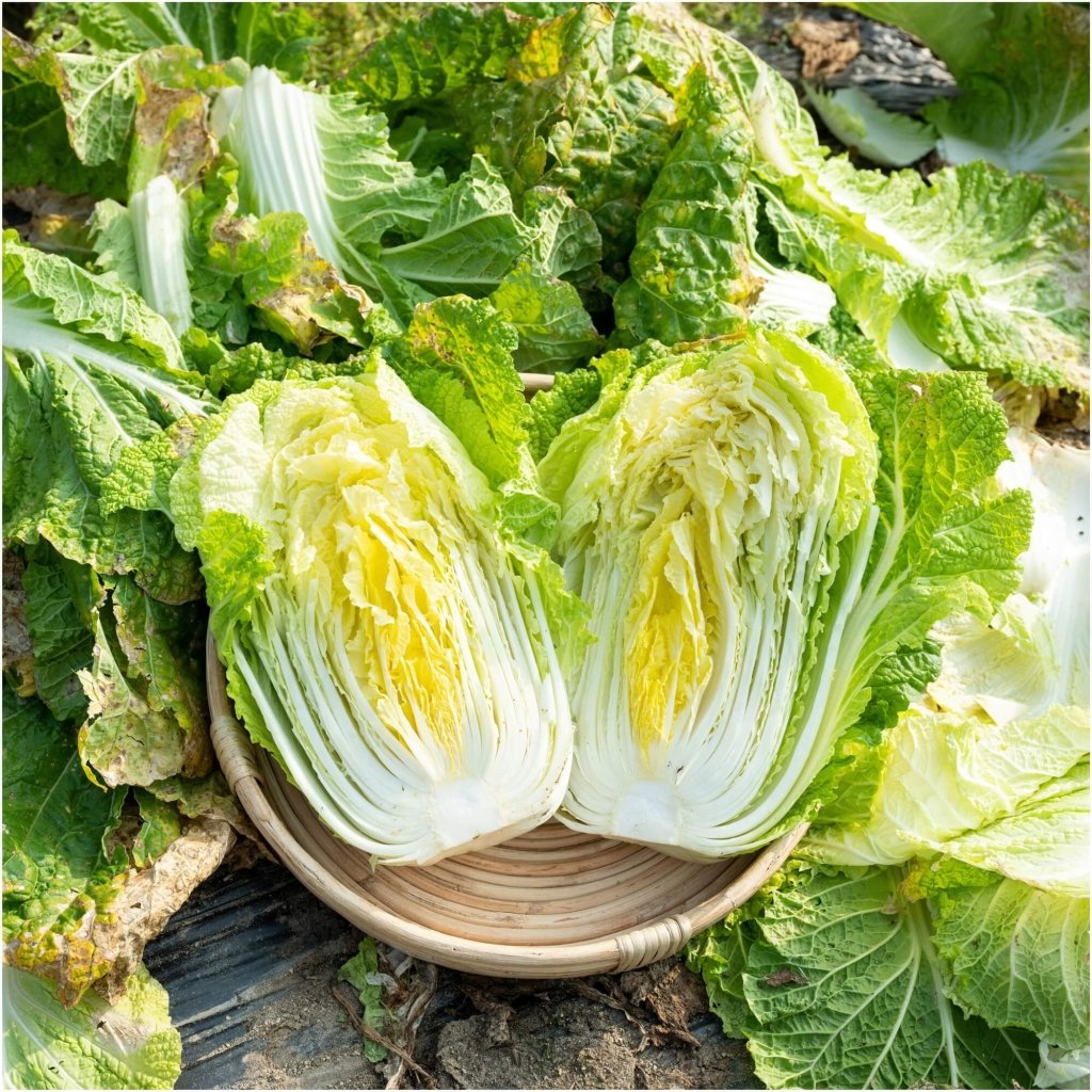 Chinese Cabbage - Yuki F1 seeds - Happy Valley Seeds