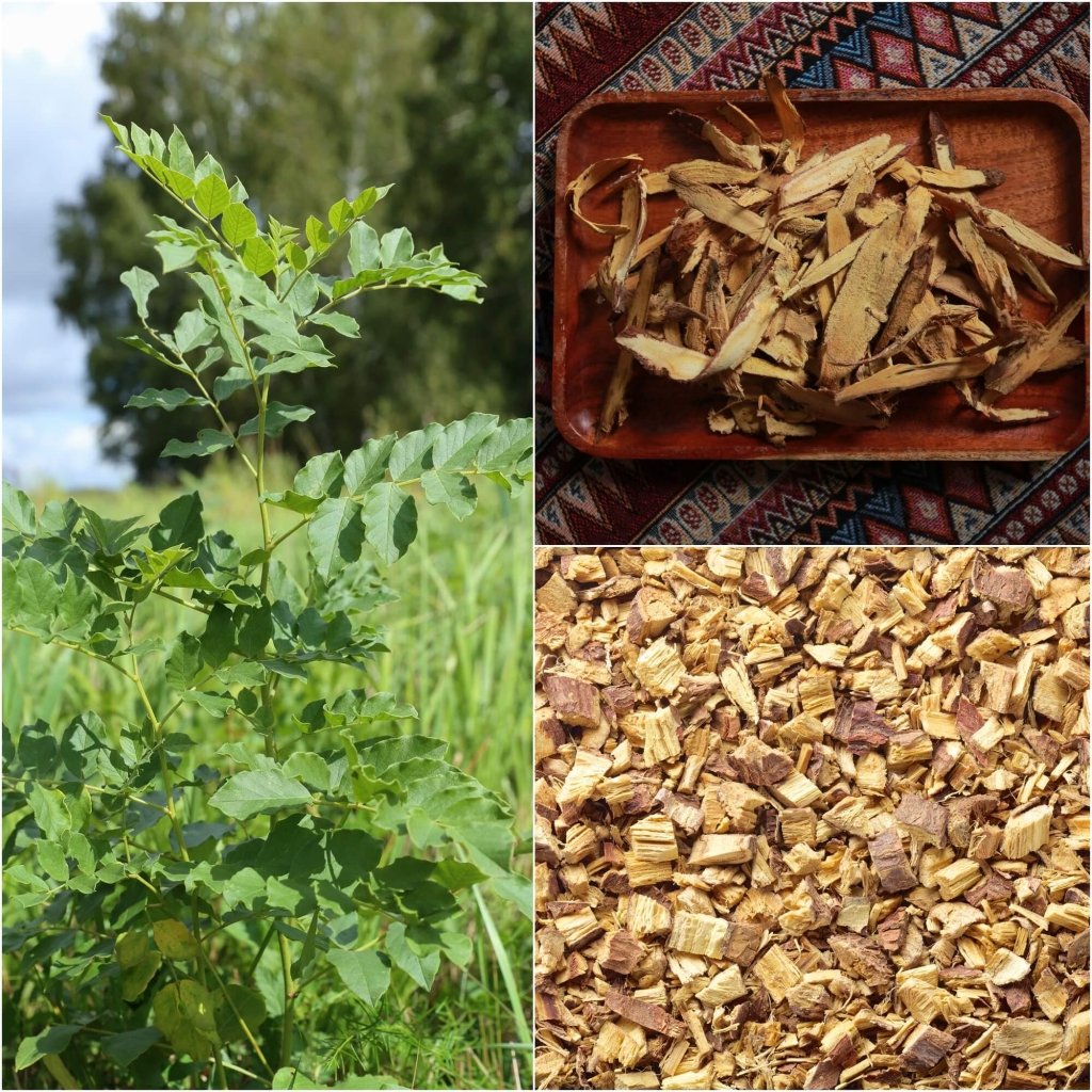 plants with licorice seeds Chinese Licorice Seeds