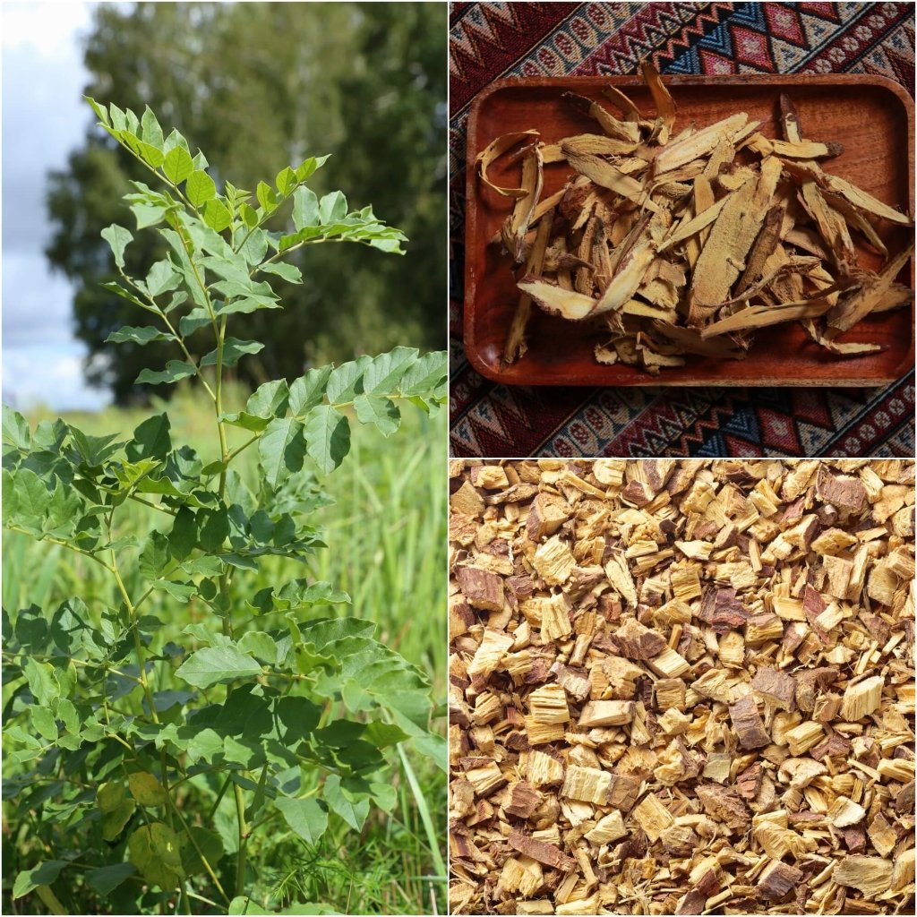 Chinese Licorice seeds - Happy Valley Seeds