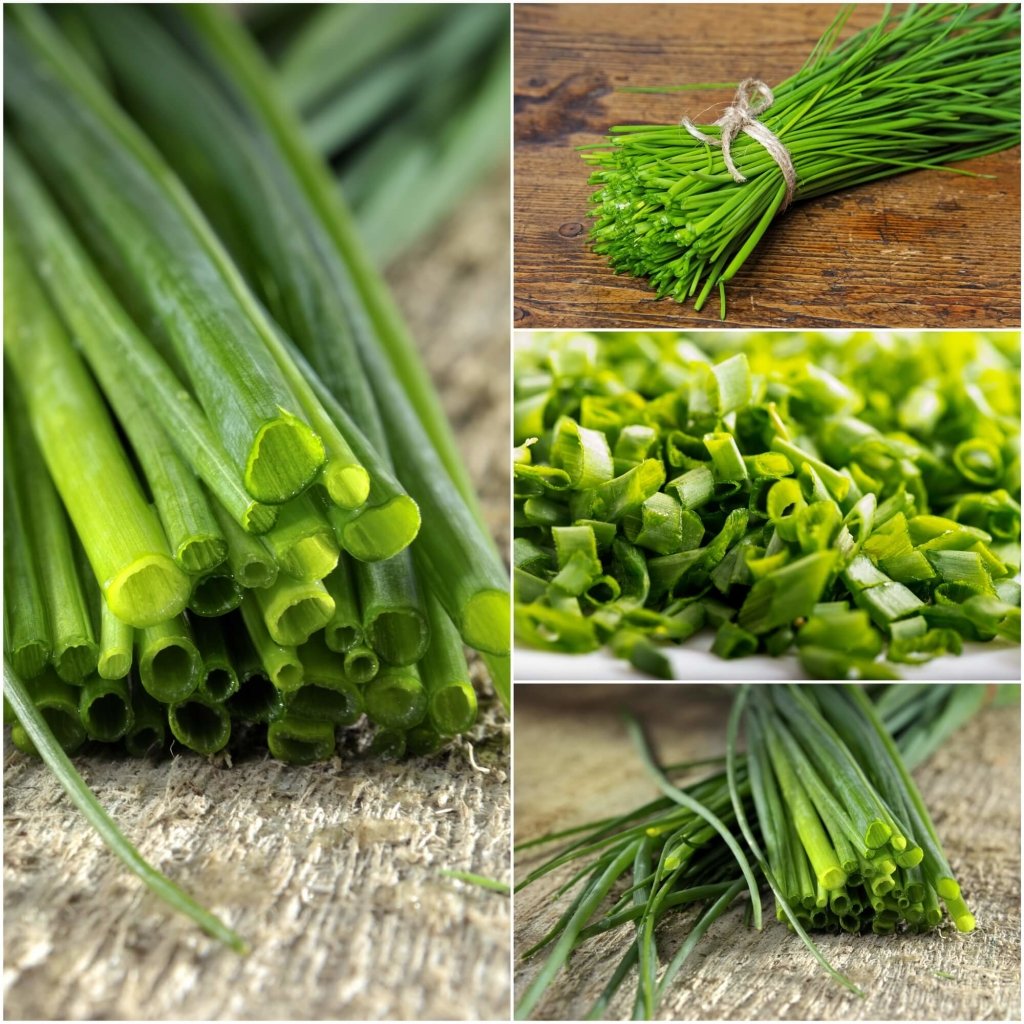 Chives - Medium Onion seeds - Happy Valley Seeds