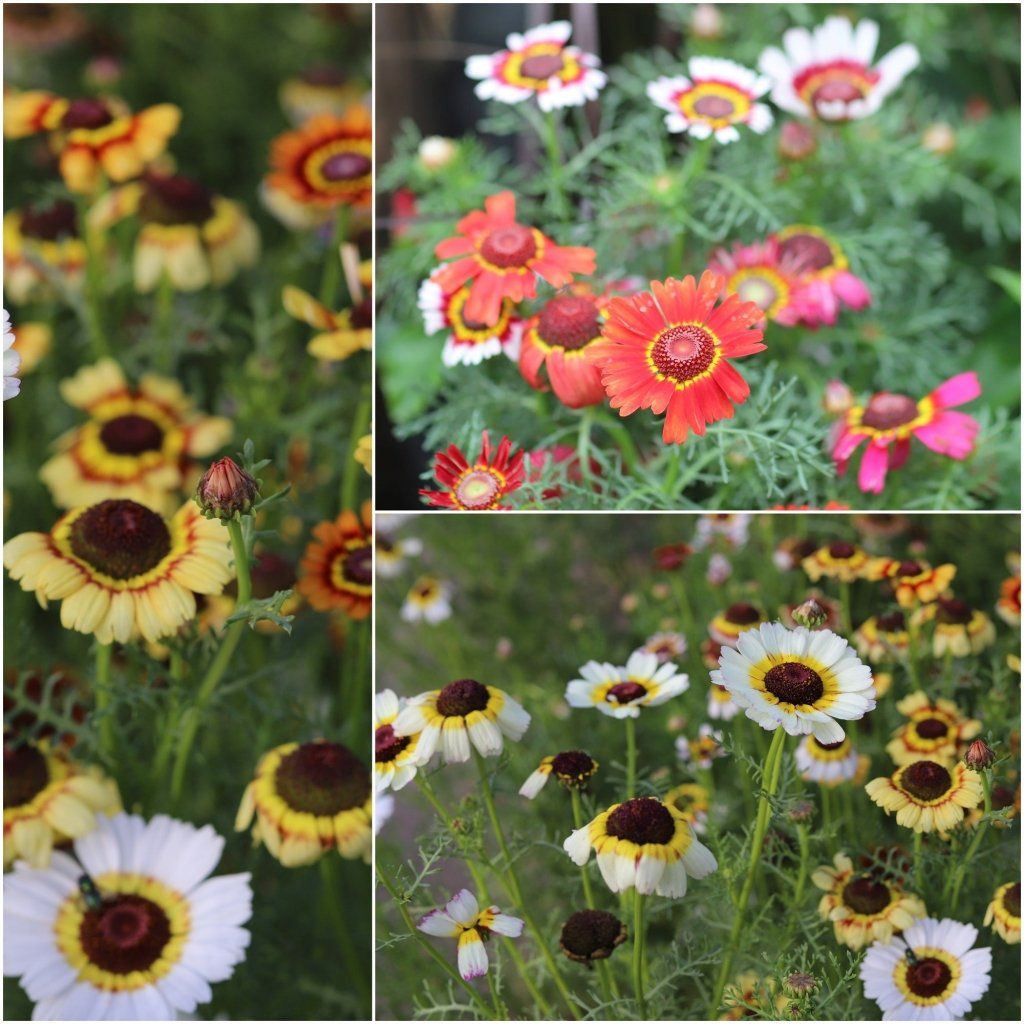Chrysanthemum - Dunnetti Mixed seeds - Happy Valley Seeds