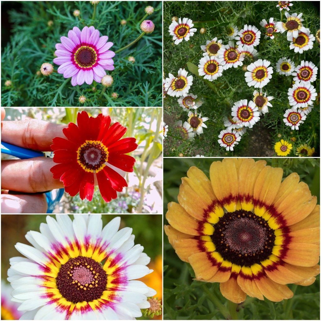 Chrysanthemum - Rainbow Single Mixed seeds - Happy Valley Seeds