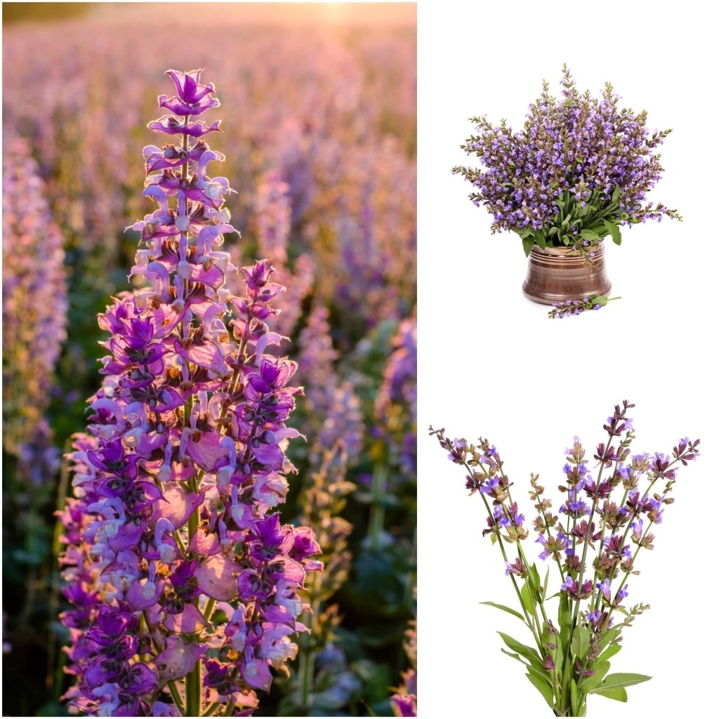 Clary Sage seeds - Happy Valley Seeds