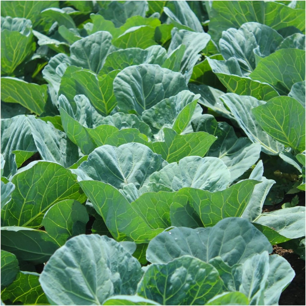 Collards - Georgia Southern seeds - Happy Valley Seeds