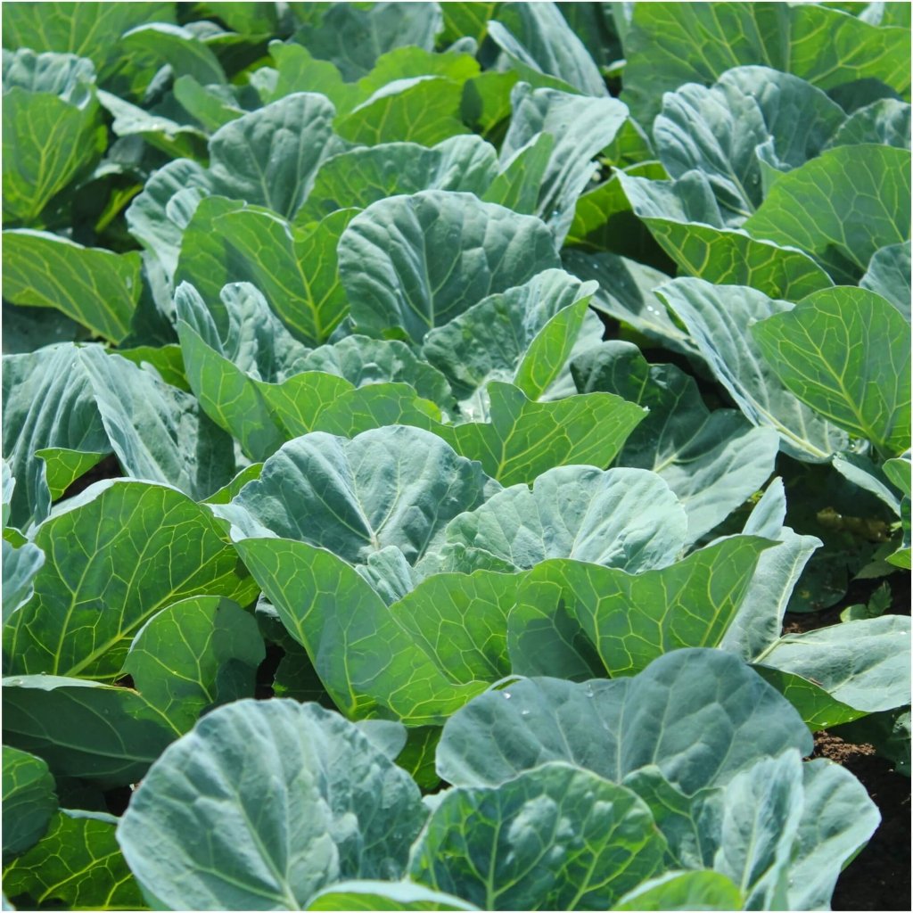 Collards - Georgia Southern seeds - Happy Valley Seeds