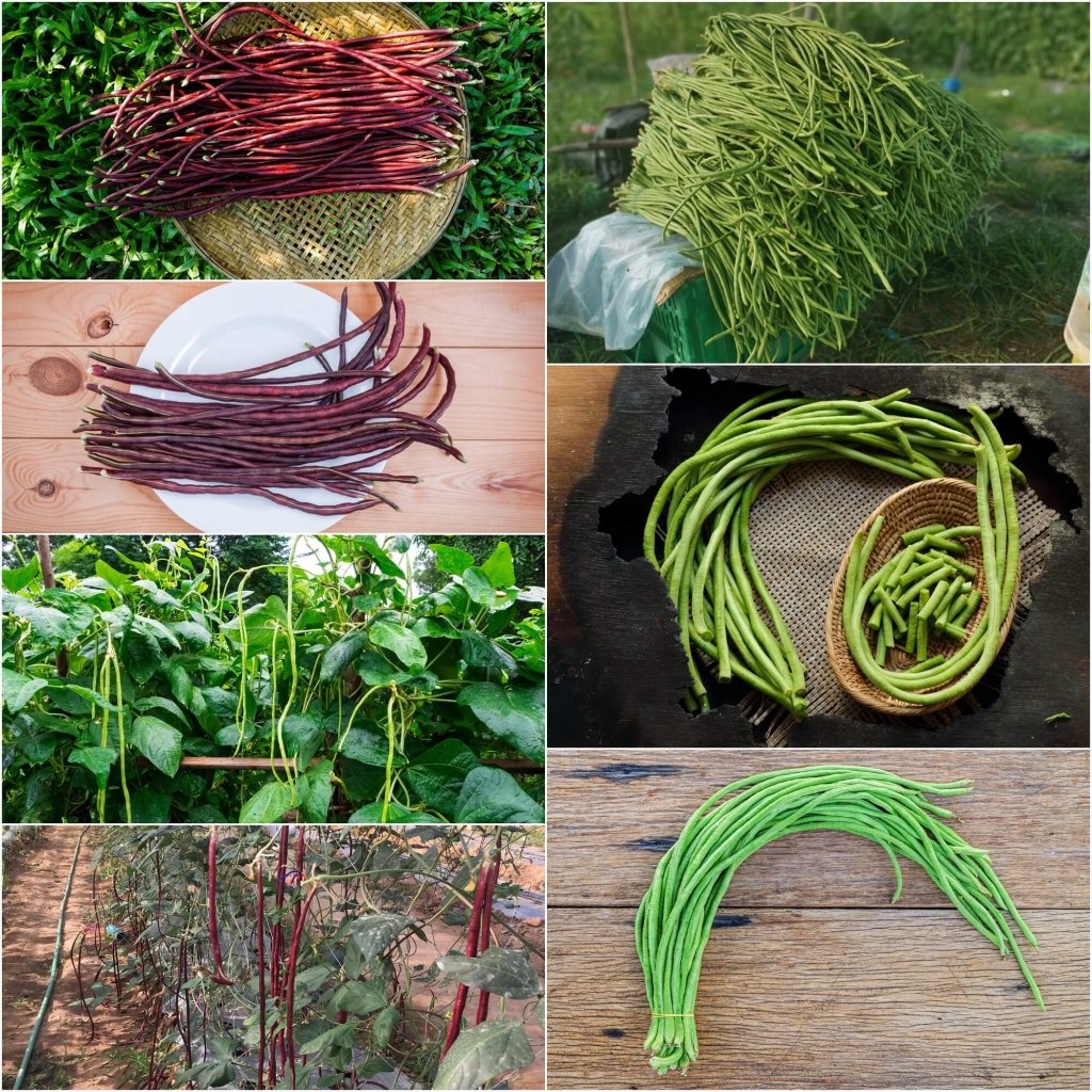 planting snake bean seeds Snake Bean Black Seeded & Red Dragon Seeds 2-Pack