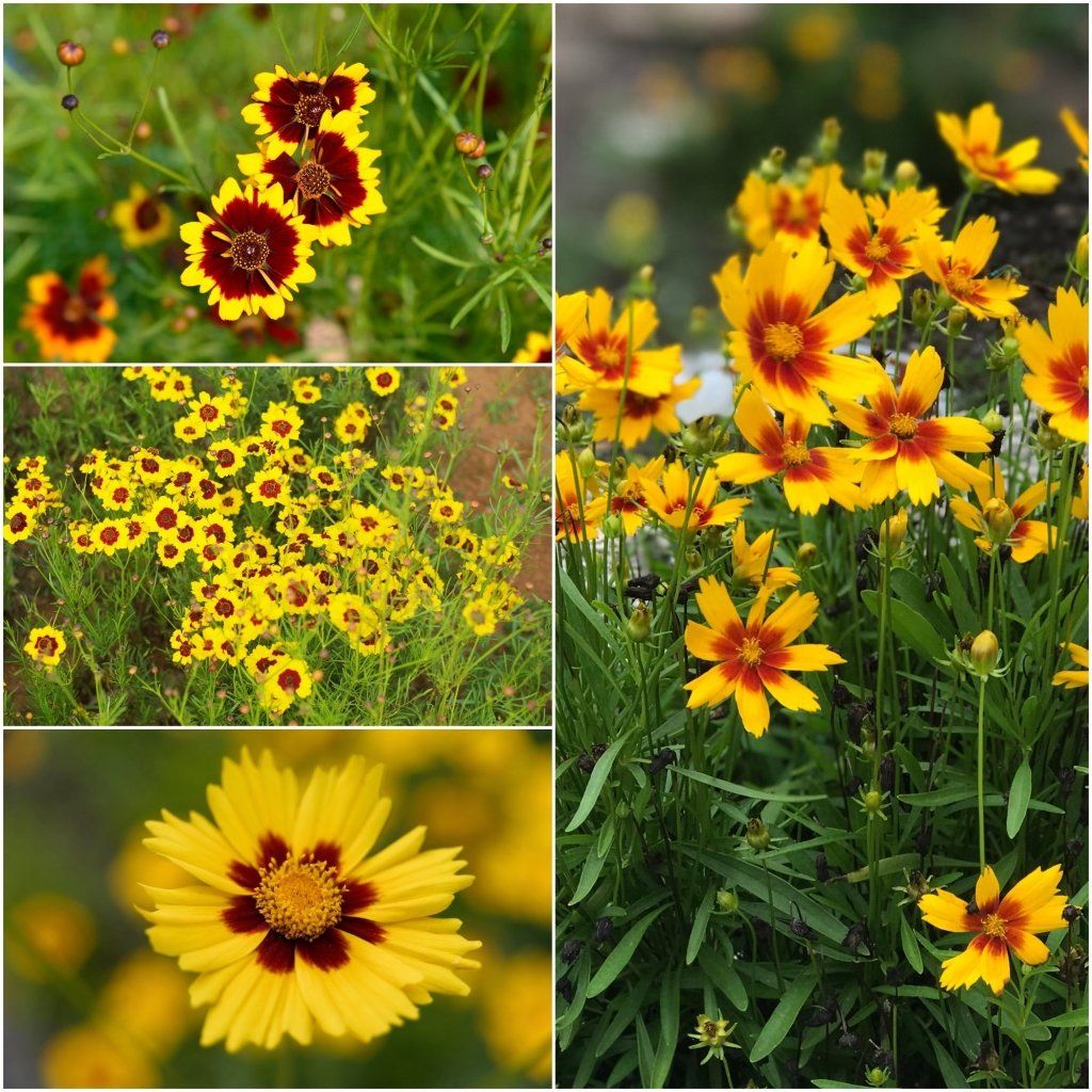 Coreopsis - Dwarf Radiata Mixed seeds - Happy Valley Seeds