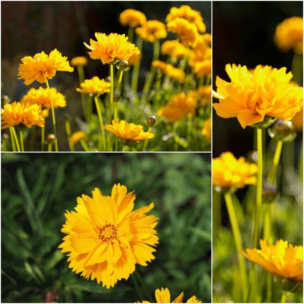 Coreopsis - Sunray seeds - Happy Valley Seeds