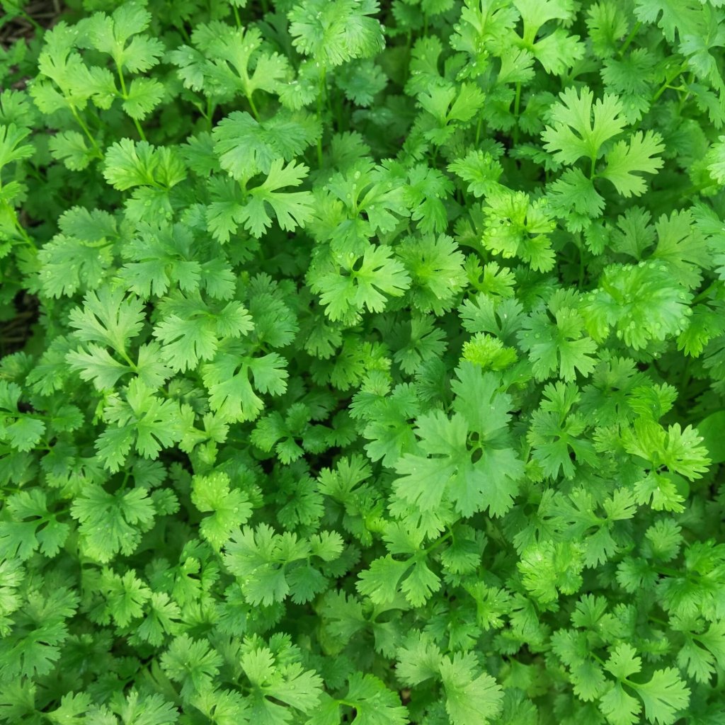 Coriander - Allegro seeds - Happy Valley Seeds