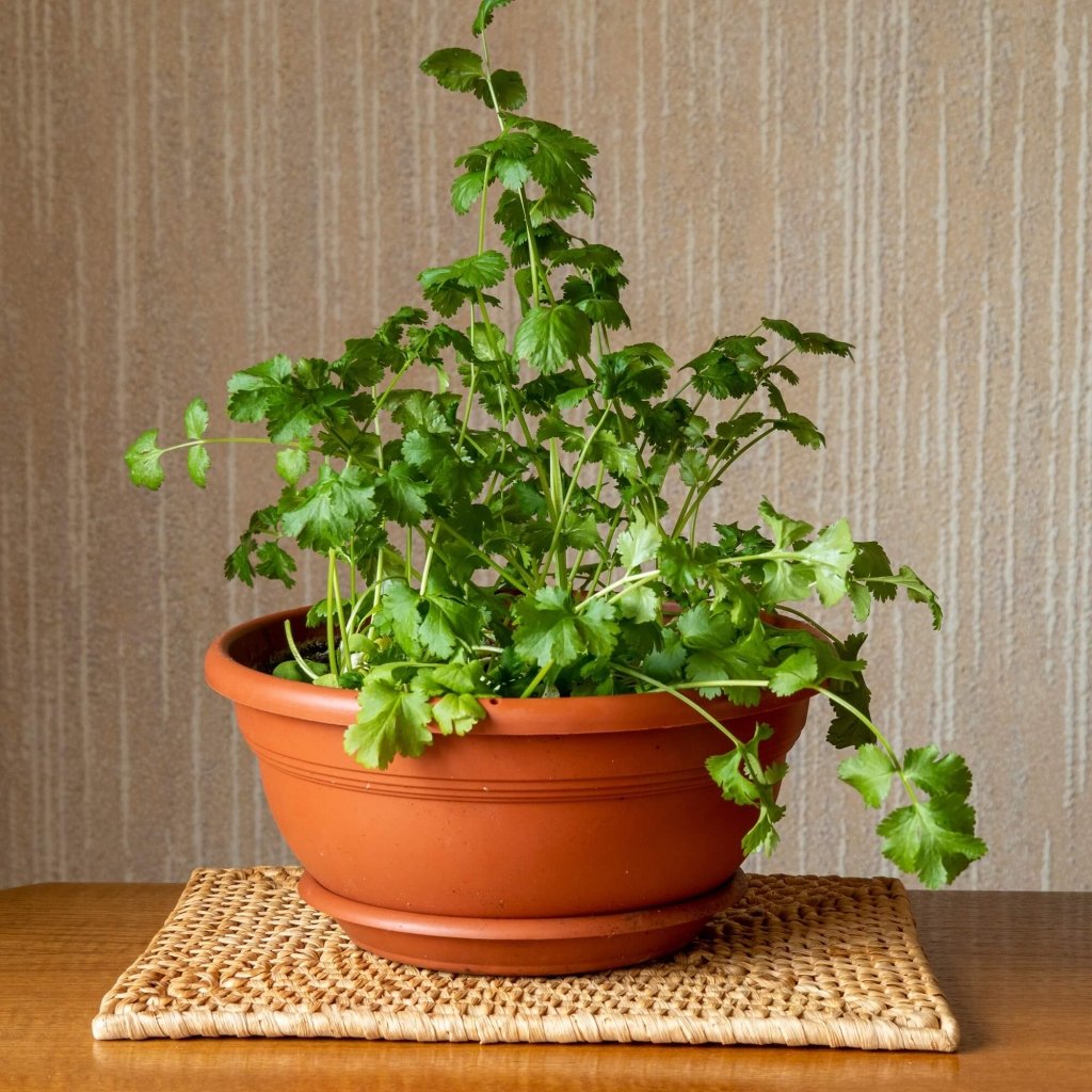 Coriander - Calypso (No Bolt) seeds - Happy Valley Seeds