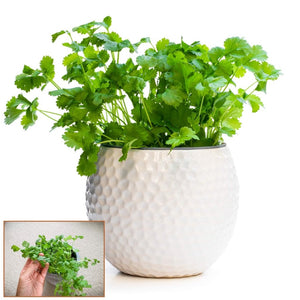 Coriander - Pot Selection seeds