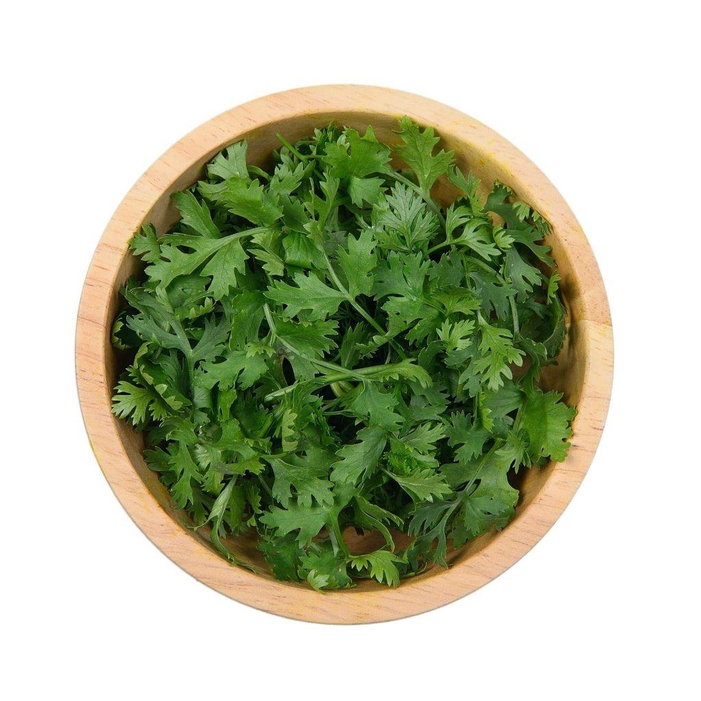 Coriander - Santo seeds - Happy Valley Seeds