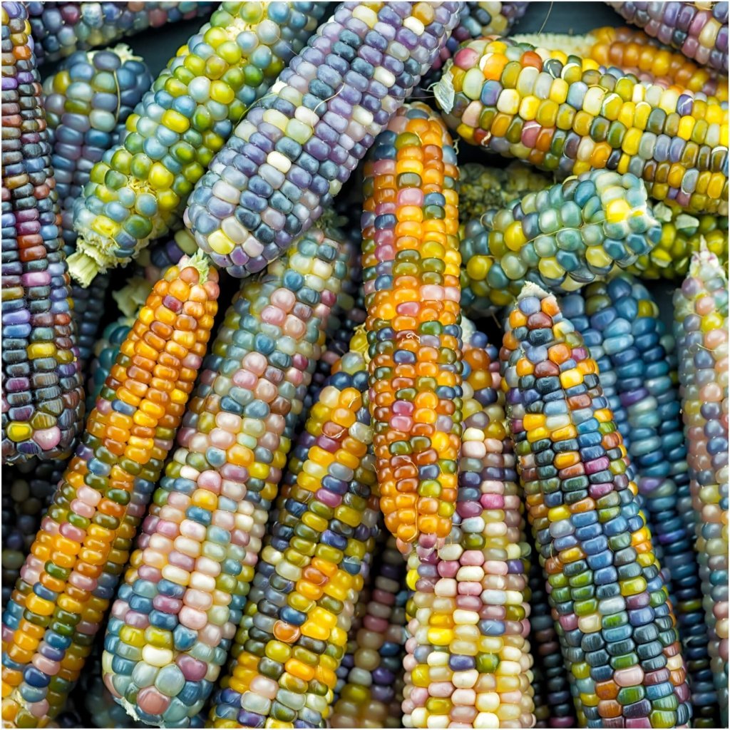 Corn - Glass Gem seeds - Happy Valley Seeds