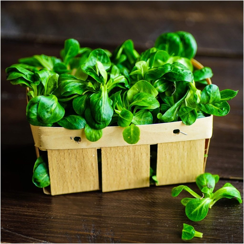 Corn Salad - Verte De Cambrai seeds - Happy Valley Seeds