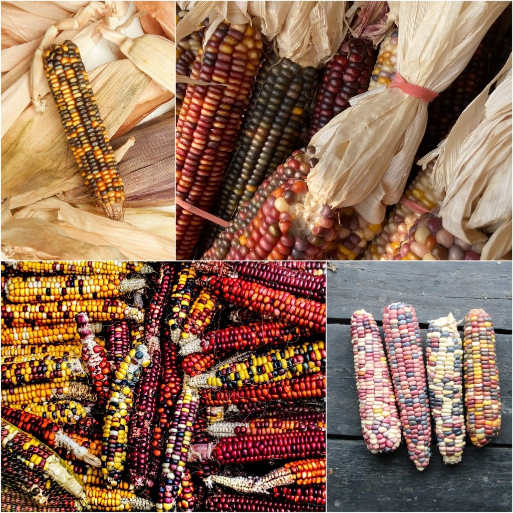 Corn Sweet - Anasazi seeds - Happy Valley Seeds