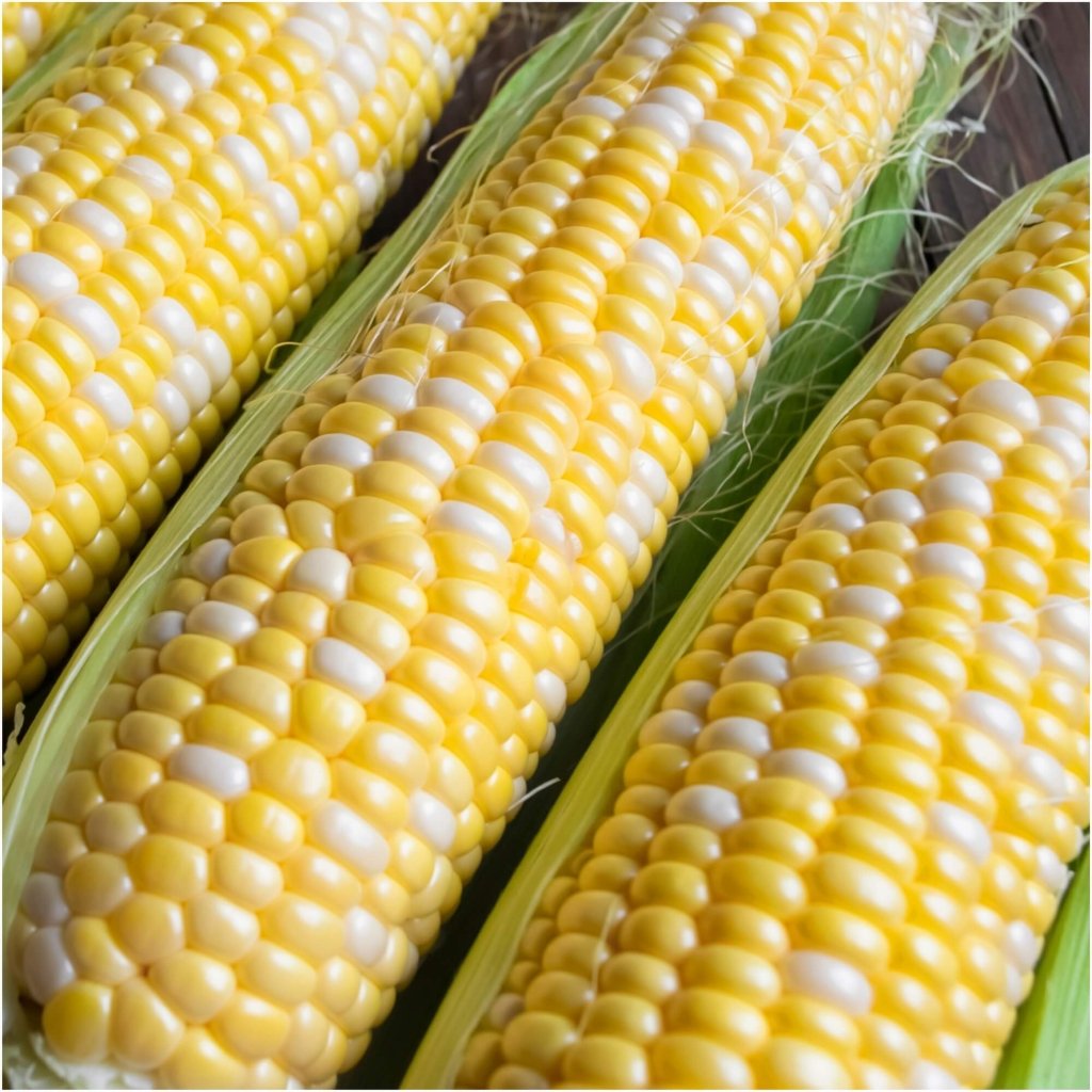 Corn Sweet - Bicolor F1 seeds - Happy Valley Seeds