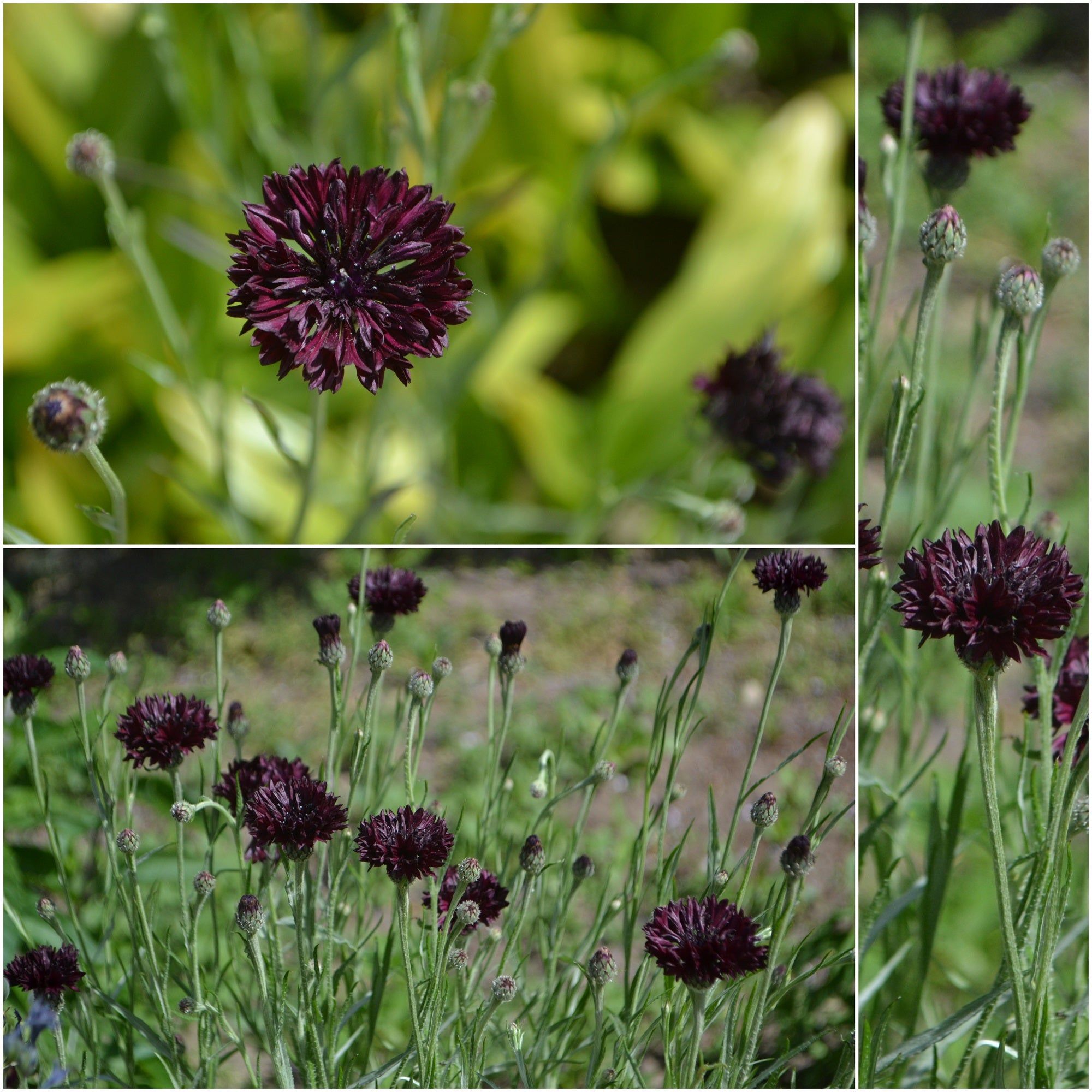 Cornflower - Black Ball seeds