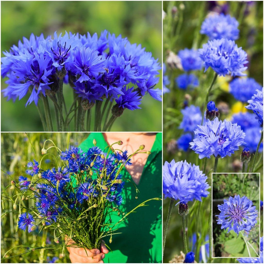 Cornflower - Blue Boy (Centaurea) seeds
