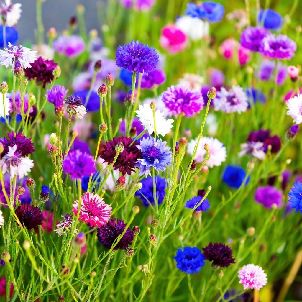 Cornflower - Double Ball Mix (Centaurea) seeds - Happy Valley Seeds