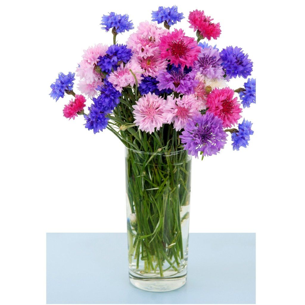 Cornflower - Dwarf Polka Dot Mix (Centaurea) seeds - Happy Valley Seeds