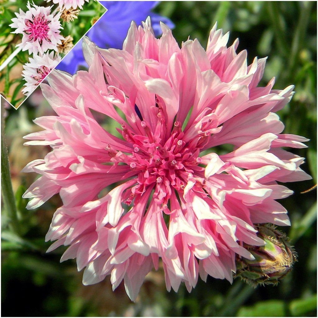 Cornflower - Pink Ball (Centaurea) seeds - Happy Valley Seeds