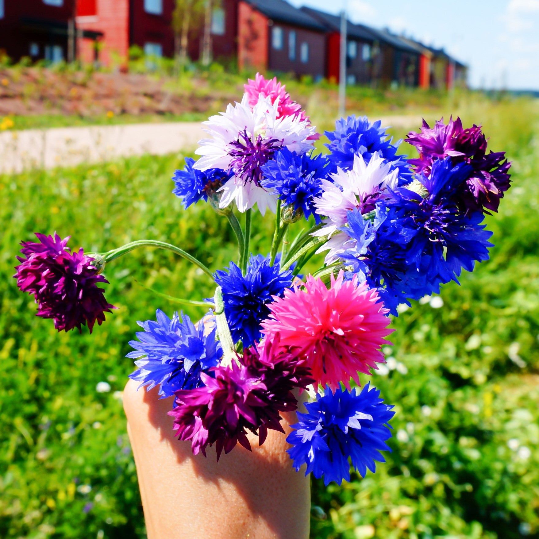 Cornflower - Tom Pouce Mixed seeds