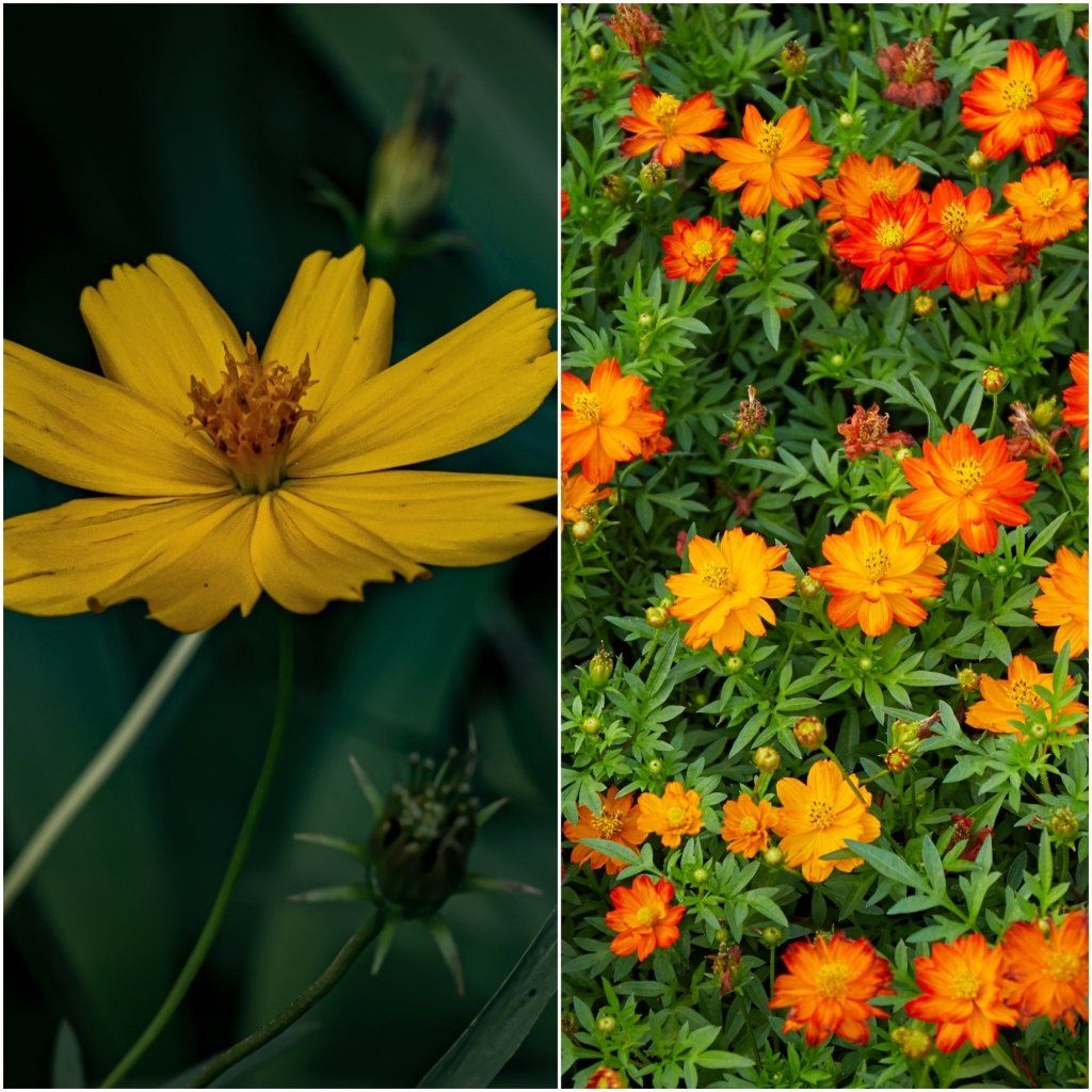 Cosmos - Bright Lights Mix - Sulfur Cosmos seeds - Happy Valley Seeds