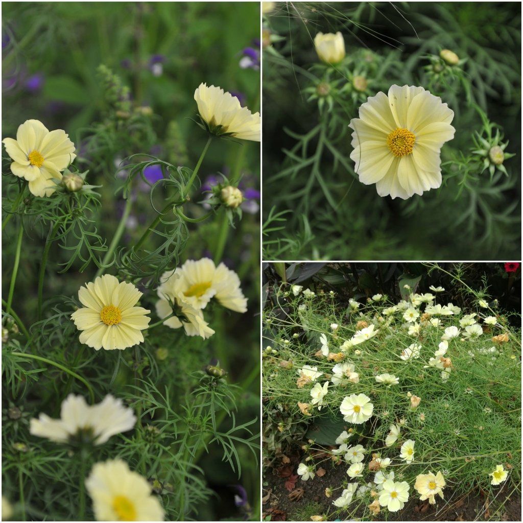 Cosmos - Sunset Yellow seeds - Happy Valley Seeds