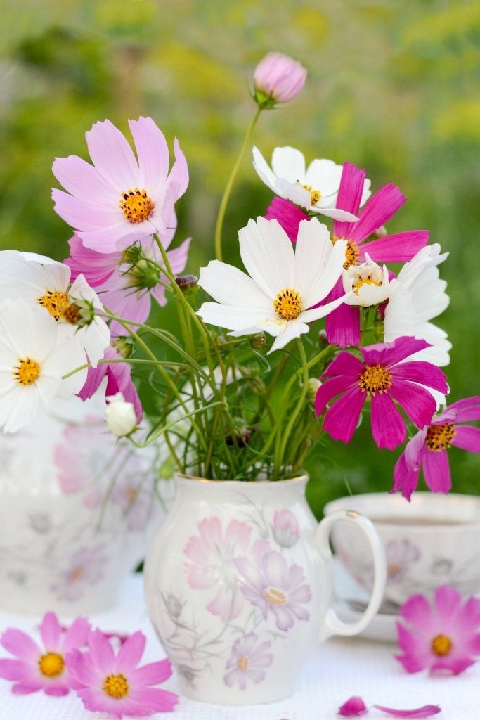 Cosmos - Versailles Mixed seeds