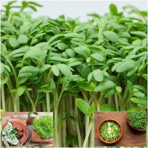 Cress - Extra Curled seeds