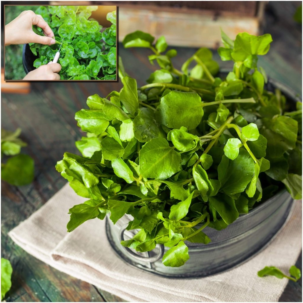 Cress - Watercress seeds - Happy Valley Seeds