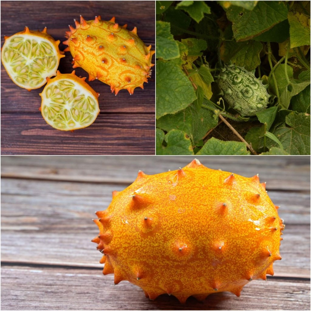 Cucumber - African Horned seeds - Happy Valley Seeds