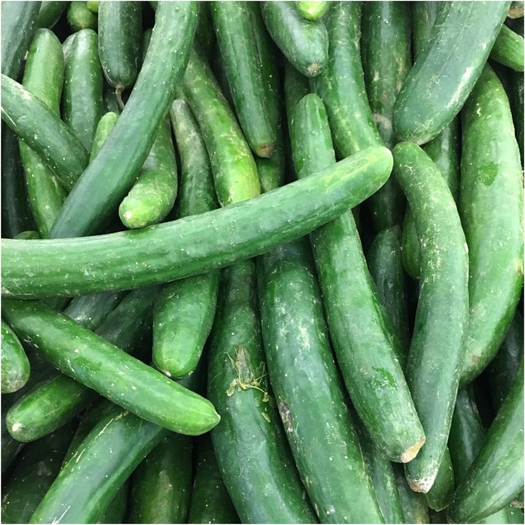 Cucumber - Burpless Tasty Green F1 seeds - Happy Valley Seeds