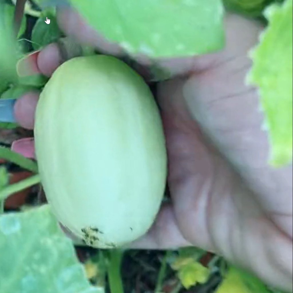 Cucumber - Dragon's Egg seeds - Happy Valley Seeds