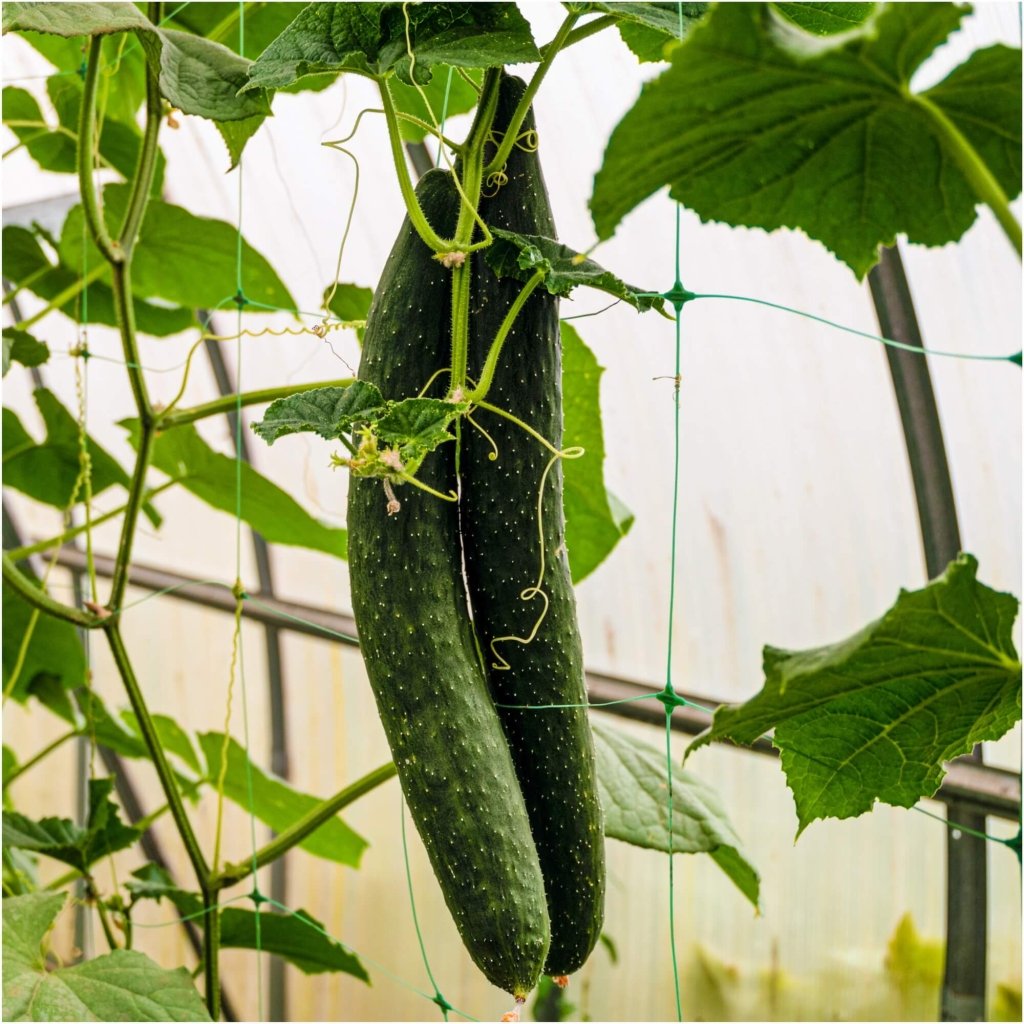 Cucumber - Green Dragon F1 seeds - Happy Valley Seeds