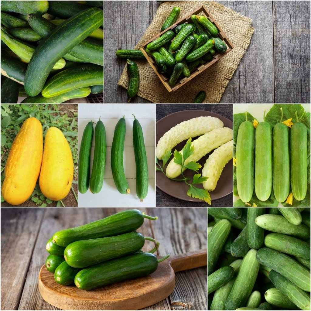 Cucumber - Heirloom Mix seeds - Happy Valley Seeds