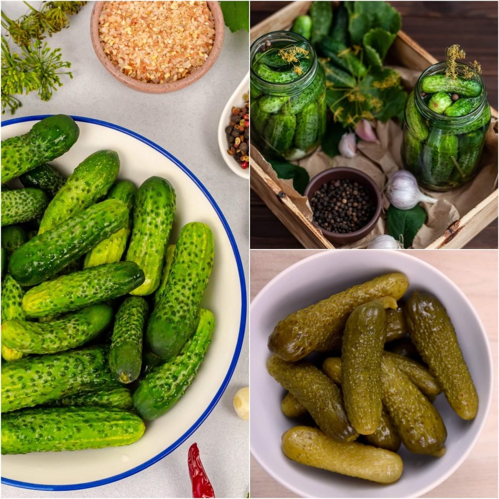 Cucumber - National Pickling seeds - Happy Valley Seeds