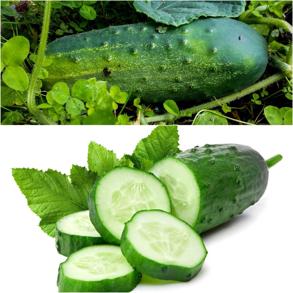 Cucumber - Poinsett seeds - Happy Valley Seeds