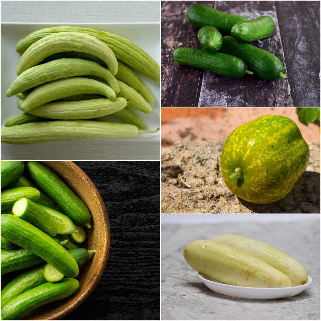 Cucumber Seeds - Assorted 5 Packs - Happy Valley Seeds