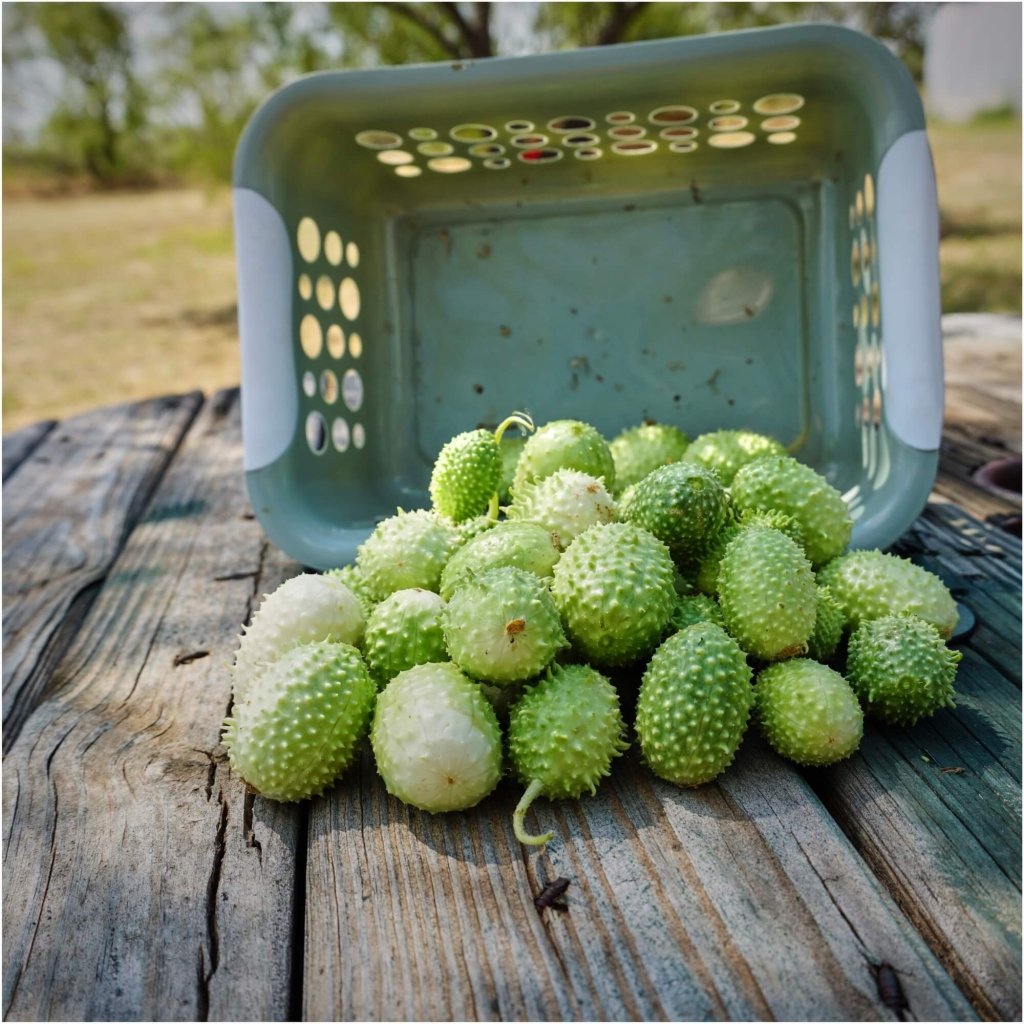 Cucumber - West Indian Gherkin seeds - Happy Valley Seeds