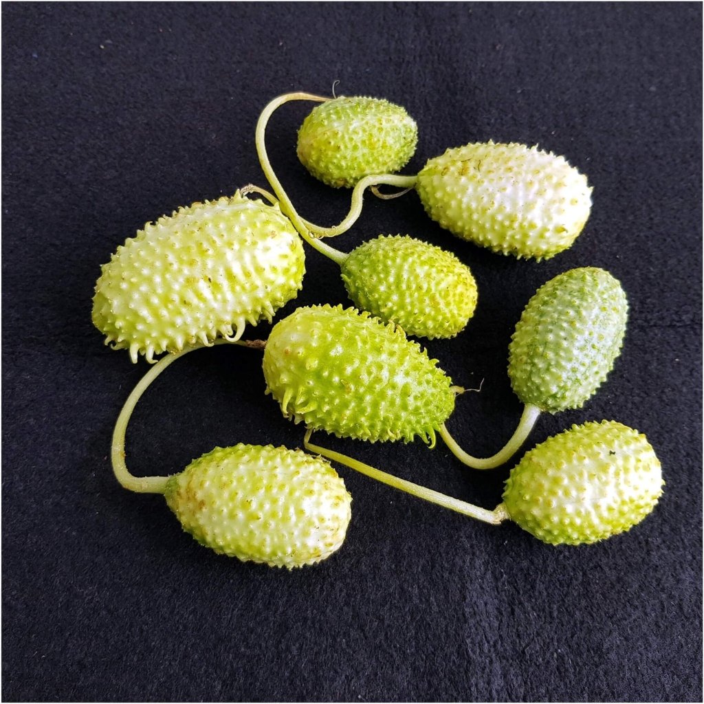 Cucumber - West Indian Gherkin seeds - Happy Valley Seeds