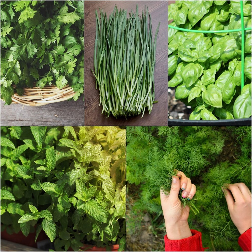 Culinary Herb Seeds - 5 Packs - Happy Valley Seeds