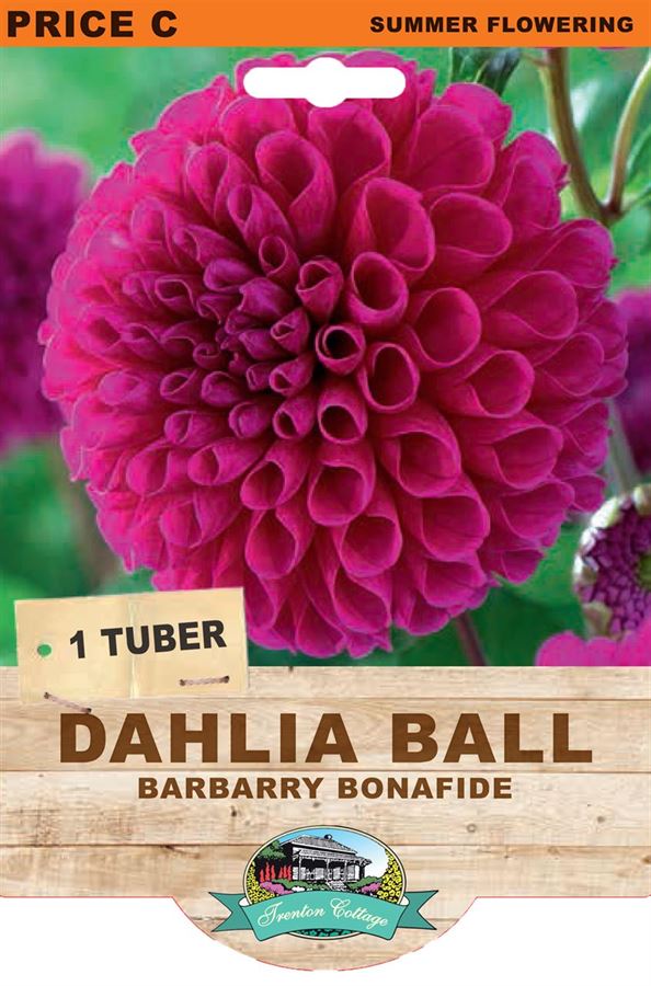 Dahlia Barbarry Bonafide (Pack of 1 Bulb) - Happy Valley Seeds