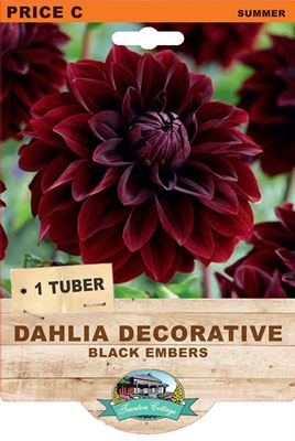 Dahlia Decorative - Black Embers (Pack of 1 Tuber) - Happy Valley Seeds